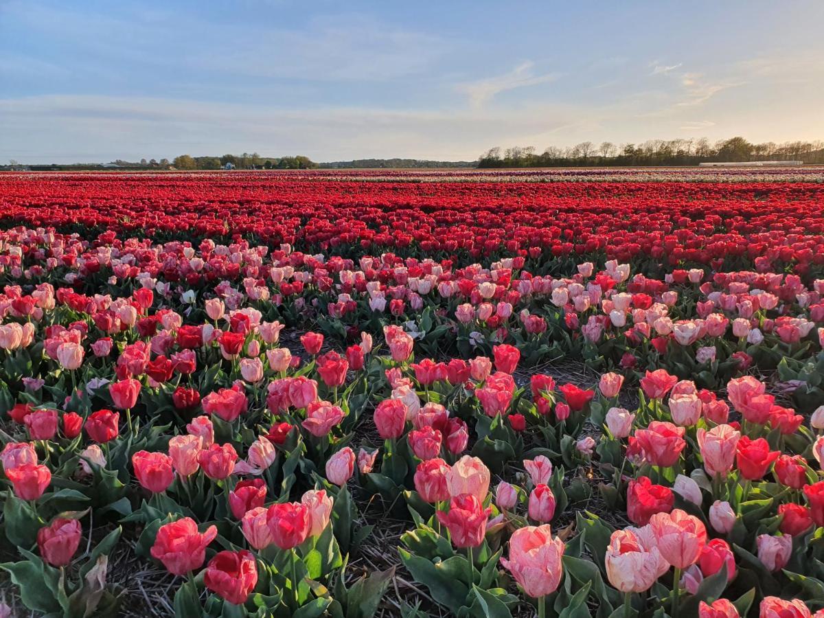 Bungalow Schotvanger Egmond aan den Hoef Bagian luar foto
